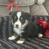 AKC Percy, a male Pembroke Welsh Corgi for sale in Mayslick, KY – Photo 1 of 10