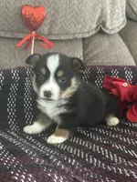 AKC Percy, a male Pembroke Welsh Corgi for sale in Mayslick, KY – Photo 1 of 10