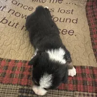 AKC Percy, a male Pembroke Welsh Corgi for sale in Mayslick, KY – Photo 8 of 10