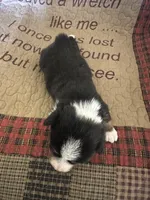 AKC Percy, a male Pembroke Welsh Corgi for sale in Mayslick, KY – Photo 8 of 10