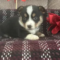 AKC Percy, a male Pembroke Welsh Corgi for sale in Mayslick, KY – Photo 4 of 10