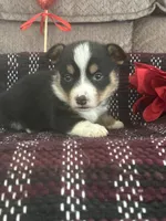 AKC Percy, a male Pembroke Welsh Corgi for sale in Mayslick, KY – Photo 4 of 10