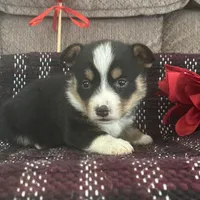 AKC Percy, a male Pembroke Welsh Corgi for sale in Mayslick, KY – Photo 3 of 10