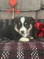 AKC Percy, a male Pembroke Welsh Corgi for sale in Mayslick, KY – Photo 3 of 10
