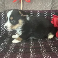 AKC Percy, a male Pembroke Welsh Corgi for sale in Mayslick, KY – Photo 5 of 10