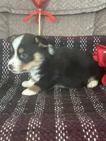 AKC Percy, a male Pembroke Welsh Corgi for sale in Mayslick, KY – Photo 5 of 10