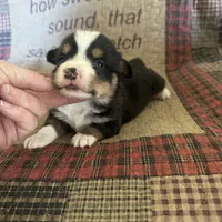 AKC Percy, a male Pembroke Welsh Corgi for sale in Mayslick, KY – Photo 7 of 10