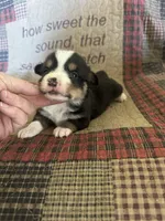 AKC Percy, a male Pembroke Welsh Corgi for sale in Mayslick, KY – Photo 7 of 10