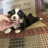 AKC Percy, a male Pembroke Welsh Corgi for sale in Mayslick, KY – Photo 10 of 10