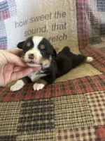 AKC Percy, a male Pembroke Welsh Corgi for sale in Mayslick, KY – Photo 10 of 10