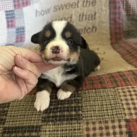 AKC Percy, a male Pembroke Welsh Corgi for sale in Mayslick, KY – Photo 6 of 10