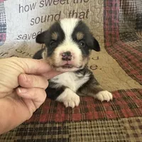 AKC Percy, a male Pembroke Welsh Corgi for sale in Mayslick, KY – Photo 9 of 10