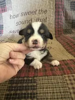 AKC Percy, a male Pembroke Welsh Corgi for sale in Mayslick, KY – Photo 9 of 10