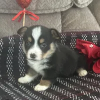 AKC Percy, a male Pembroke Welsh Corgi for sale in Mayslick, KY – Photo 2 of 10