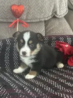 AKC Percy, a male Pembroke Welsh Corgi for sale in Mayslick, KY – Photo 2 of 10