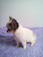 CKC Cloudy, a male Chihuahua for sale in Mayslick, KY – 3 of 6