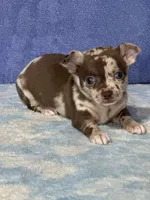 Cocoa, a female Chihuahua for sale in Mayslick, KY – 2 of 9