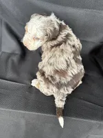 Boomer, a male Miniature Bernedoodle for sale in Mayslick, KY – 8 of 10