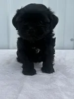 CKC Shay, a female Shih Tzu for sale in Mayslick, KY – 3 of 10