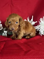 Dana, a female Miniature Dachshund for sale in Mayslick, KY – 8 of 10