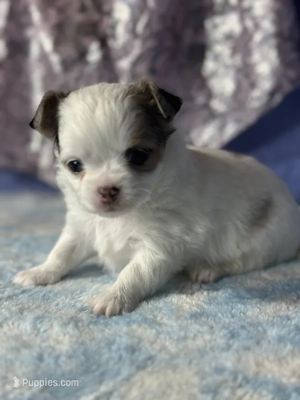CKC Charlotte – Chihuahua puppy for sale in Mayslick, KY