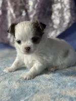 CKC Charlotte, a female Chihuahua for sale in Mayslick, KY – 5 of 9