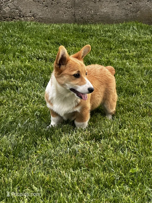 AKC Preston – Pembroke Welsh Corgi puppy for sale in Mayslick, KY