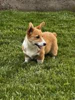 AKC Preston, a male Pembroke Welsh Corgi for sale in Mayslick, KY – 1 of 10