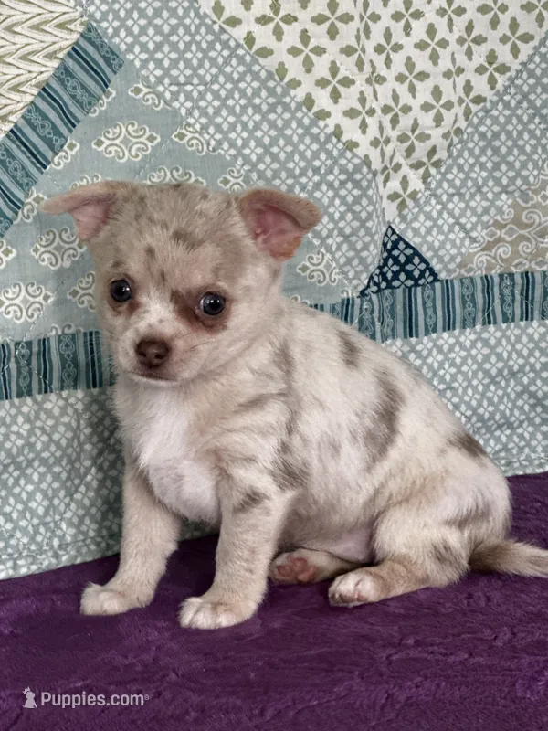 AKC Callie – Chihuahua puppy for sale in Mayslick, KY