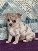 AKC Callie, a female Chihuahua for sale in Mayslick, KY – 6 of 10