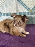 AKC Cassandra, a female Chihuahua for sale in Mayslick, KY – 3 of 10