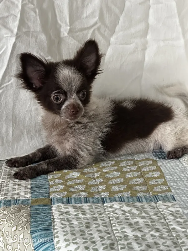 Chuck – Chihuahua puppy for sale in Mayslick, KY