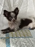 Chuck, a male Chihuahua for sale in Mayslick, KY – 2 of 9