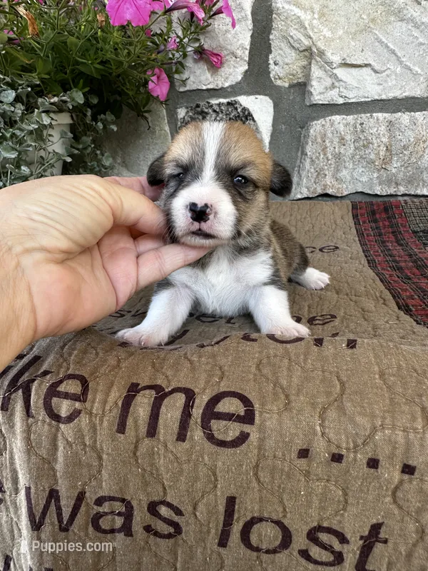 AKC Preston – Pembroke Welsh Corgi puppy for sale in Mayslick, KY