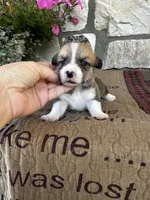 AKC Preston, a male Pembroke Welsh Corgi for sale in Mayslick, KY – 1 of 5
