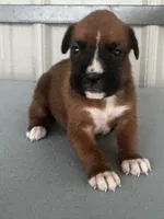 Bria, a female Boxer for sale in Mayslick, KY – 6 of 6