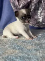 Candy, a female Chihuahua for sale in Mayslick, KY – 3 of 7