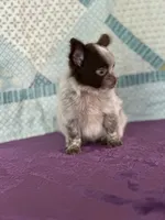 AKC Corbin, a male Chihuahua for sale in Mayslick, KY – 8 of 10