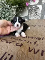 AKC Princess, a female Pembroke Welsh Corgi for sale in Mayslick, KY – 4 of 5