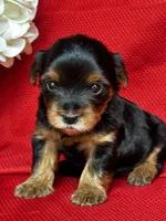 Yolanda, a female Yorkshire Terrier for sale in Mayslick, KY – Photo 2 of 9