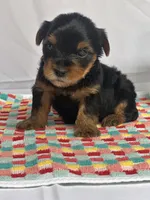 Yolanda, a female Yorkshire Terrier for sale in Mayslick, KY – Photo 9 of 9