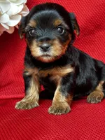 Yolanda, a female Yorkshire Terrier for sale in Mayslick, KY – Photo 5 of 9