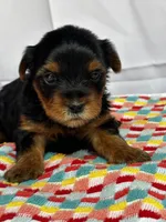 Yolanda, a female Yorkshire Terrier for sale in Mayslick, KY – Photo 4 of 9