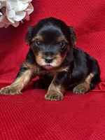 Yolanda, a female Yorkshire Terrier for sale in Mayslick, KY – Photo 8 of 9