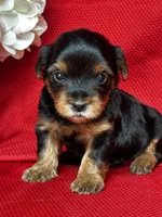 Yolanda, a female Yorkshire Terrier for sale in Mayslick, KY – Photo 7 of 9