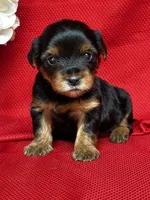 Yolanda, a female Yorkshire Terrier for sale in Mayslick, KY – Photo 6 of 9