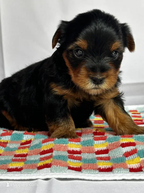 Yolanda – Yorkshire Terrier puppy for sale in Mayslick, KY