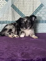 AKC Calvin, a male Chihuahua for sale in Mayslick, KY – 2 of 10