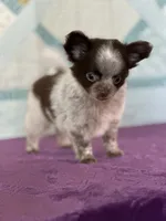 AKC Corbin, a male Chihuahua for sale in Mayslick, KY – 2 of 10