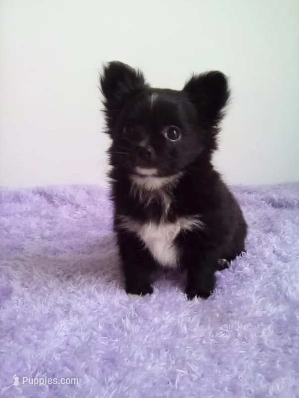 Cora – Chihuahua puppy for sale in Mayslick, KY